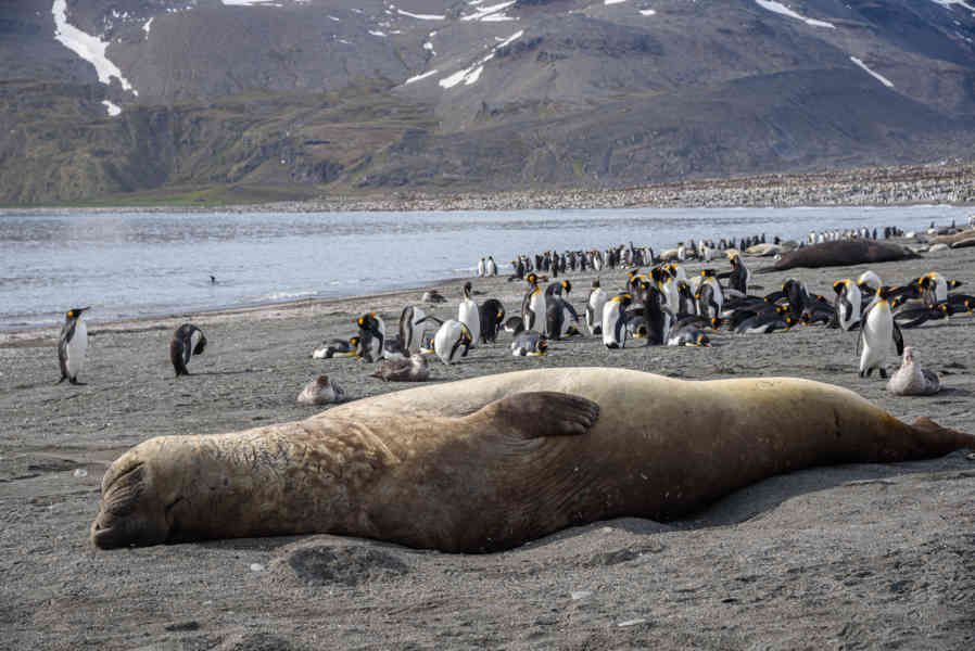 Elefante Marino - islas Georgias del Sur 01.jpg